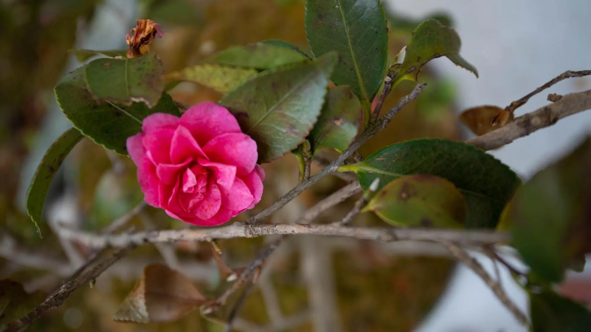 Homestay 美築粟田 Apartment Kyoto
